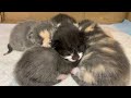 Newborn blind kittens call mother cat