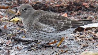 Skärsnäppa, Purple Sandpiper, Meerstrandläufer, Fjæreplytt, Sendlingur