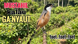toet toet Suara cendet gacor Pagi Hari pancingan jitu BIKIN cendet diam langsung nyaut ikutan bunyi