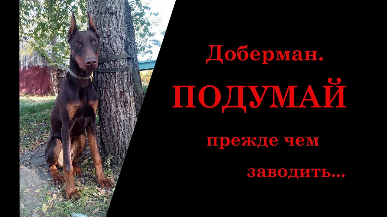доберман на траве. доберман породы собак. доберман капучино. минусы добермана. доберман плюсы и минусы этой породы.