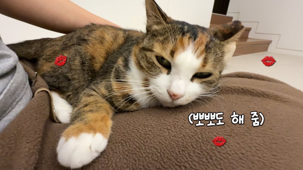 길에서 오래 살던 고양이가 순둥 집냥이 되는 ‘꿀팁’ 대공개🍯