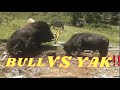 Wow 😱😱A bull can beat this big black Yak !!!!!!