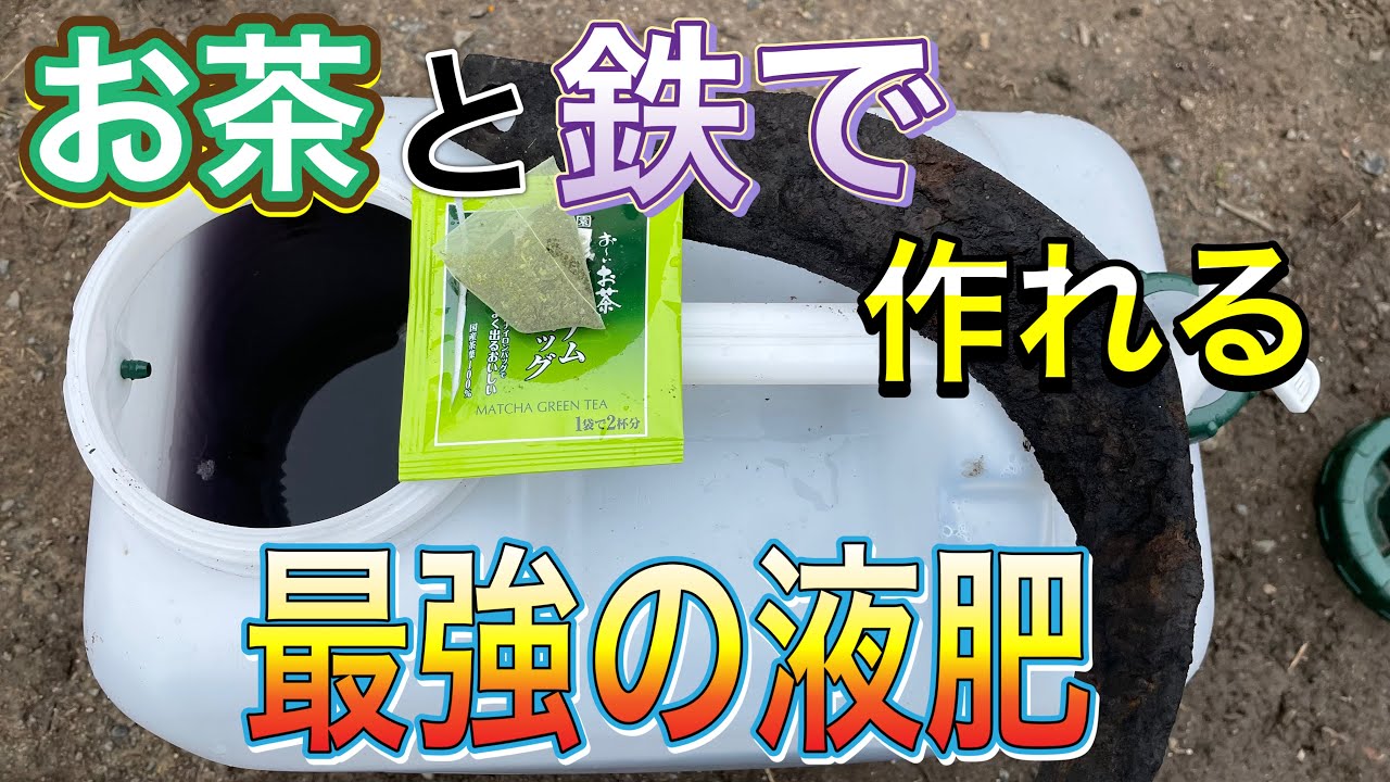 野菜作りが楽しくなる【タンニン鉄】お茶と鉄で作れる最強の液肥 YouTube