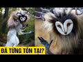 9 Loài Vật Quý Giá Bị Con Người Dồn Đến Tuyệt Chủng
