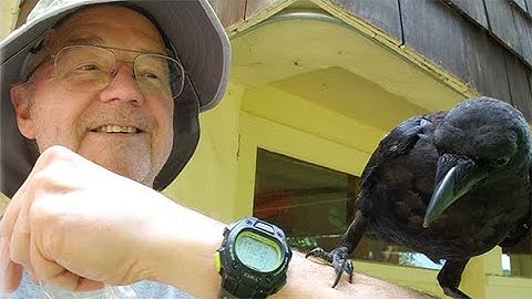 Tool Use Sparks Friendship with a Young Crow