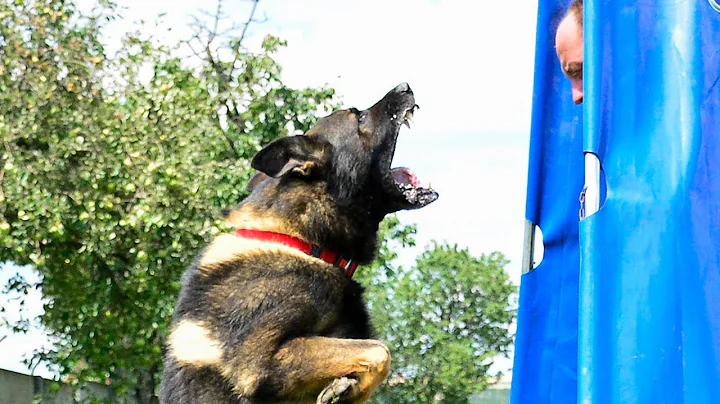 K9 Ambassador IPO Protection Dog Training Day - July 2018