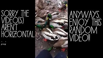 Duks and Bunni. (idek.)