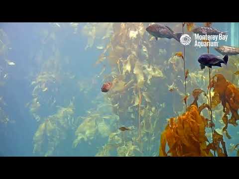 We’re shorely here to kelp on the Kelp Forest Cam