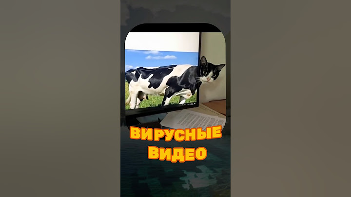 ВИРУСНЫЕ ВИДЕО / Кот боксёр 😅