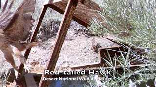 Natural Views of a Red tail Hawk Visiting a Watering Hole in Desert National Wildlife Refuge, Nevada