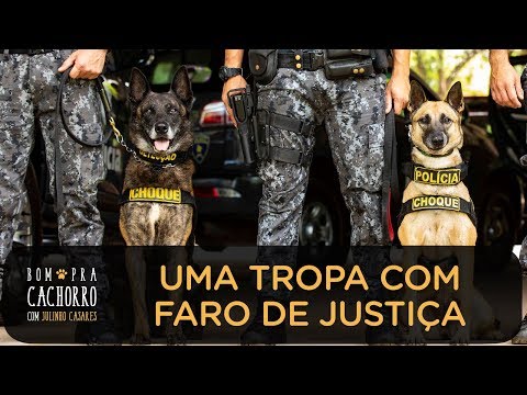 Vídeo: Cães Heróis Anônimos