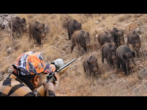 Wild Boar INVASION: Incredible Hunting Shots and Unbelievable Action! #hunting #hog