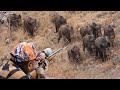 Wild boar invasion incredible hunting shots and unbelievable action hunting hog