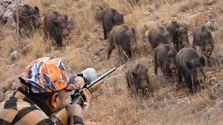 Wild Boar Invasion Incredible Hunting Shots And Unbelievable Action 