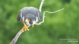 Great Spirit Bluff Falcons:  Showdown Blue Jay vs Falcons (explore.org 06 07 2021)