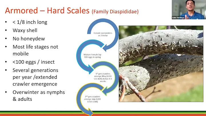 West Scale Insect Management