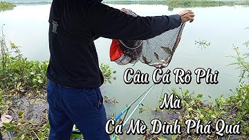 Câu đài tự nhiên đập đá đen câu cá rô phi mà toàn cá mè dinh phá | Câu cá tự nhiên | Fishing