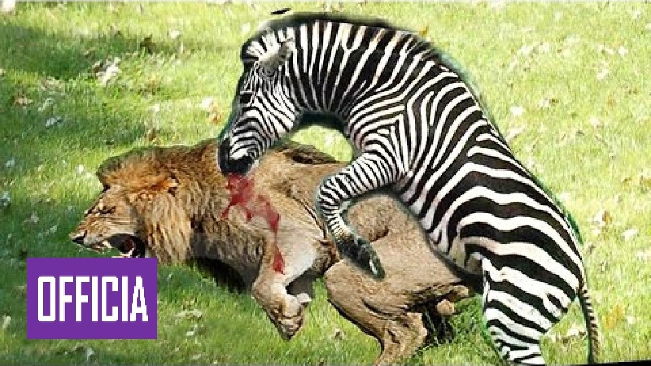 Cuando Las Presas Se Defienden Increibles Ataques De Animales Salvajes Hd Youtube