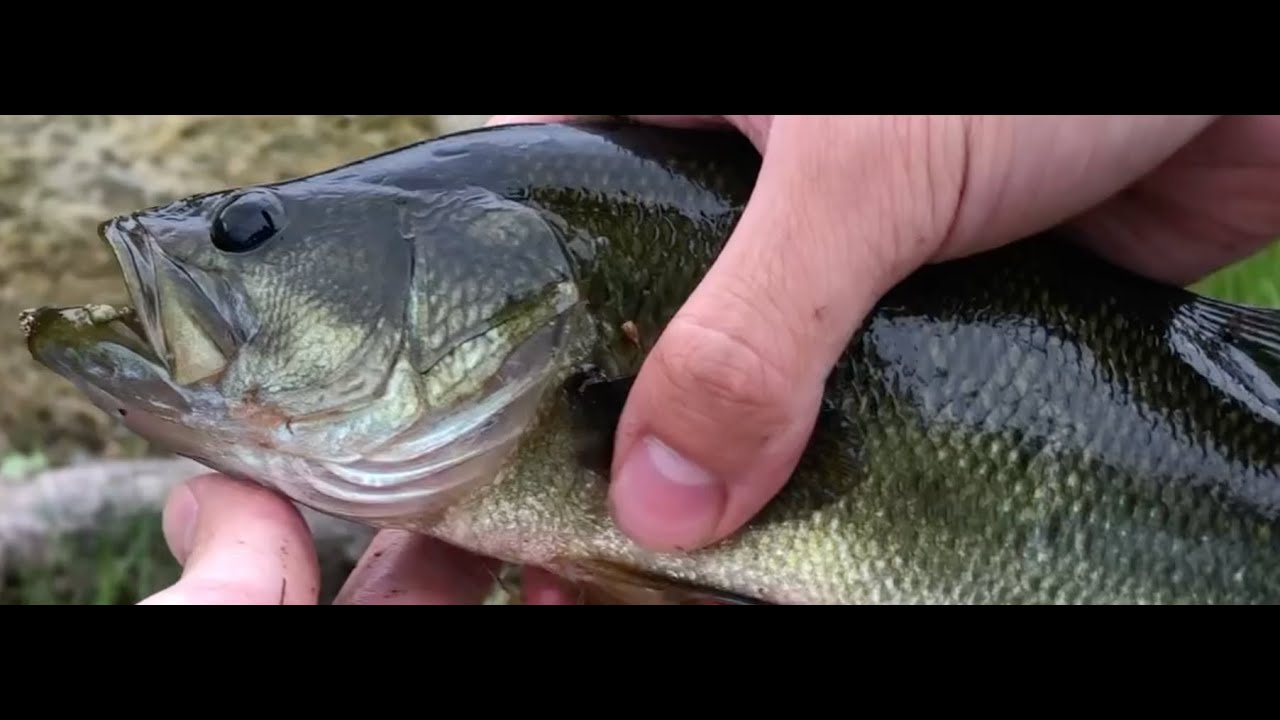 Topwater Bass fishing with  Lunkerhunt Pocket Frog!
