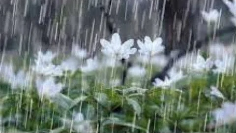 صوت المطر للدراسه بدون موسيقى Mp3