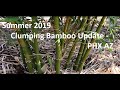 Summer 2019 Clumping Bamboo Update - PHX AZ