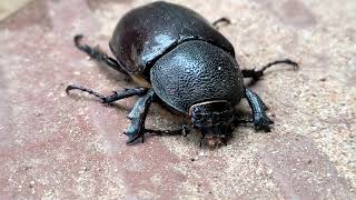 True Rhinoceros Beetles In Kalvarayn Hills