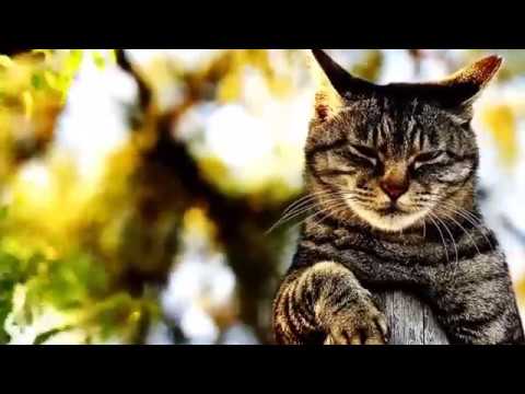 TOP NHỮNG CHÚ MÈO NGÁO ĐÁ MẤT DẠY #7 !!!2018 ❤I❤I❤I❤❤I❤I❤I❤