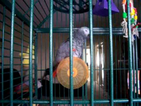 who sings who let the dogs out grey parrot sings gangnam style doovi who sings who let the dogs out grey parrot sings gangnam style doovi