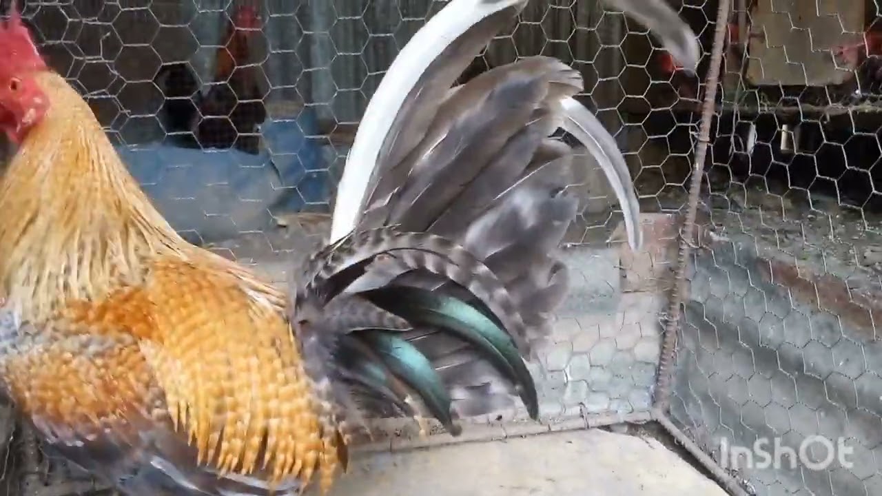 Los tres hermoso pollos vez el vídeo completo 🇩🇴