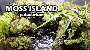 Moss island paludarium - Bể bán cạn đảo rêu
