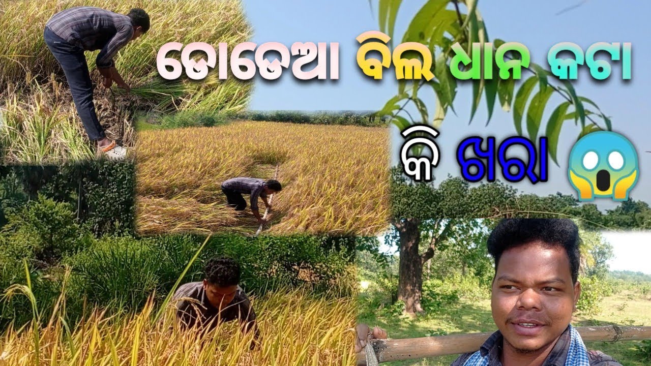 ଧାନ କଟା ( ଡୋଡ଼ିଆ ). 🌾🌾। ବହୁତ ଖରା ହଉଛି। 