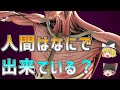 【ゆっくり解説】人間の身体は何で出来ている？人体で最も重要な成分