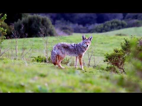 Living with coyotes
