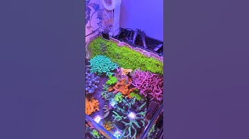The Best 20g Nano Reef Tank In The World / MK Reefs