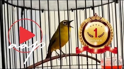 MASTERAN PLECI NEMBAK KENARI SAMBUNG BREN CIBLEK SUPER PANJANG JELAS DAN VOKAL ++