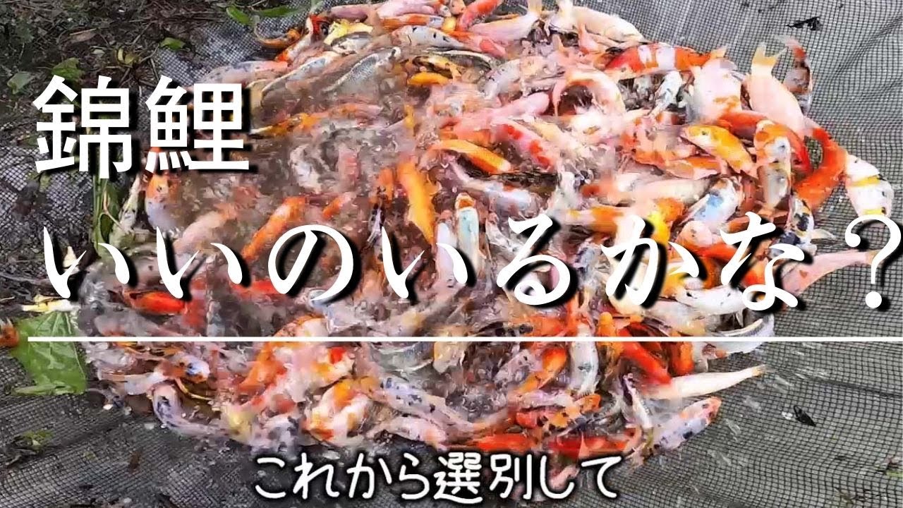 夏のニシキゴイの選別作業！輝黒龍＆ドイツ三色＃塩田養鯉場＃選別作業 