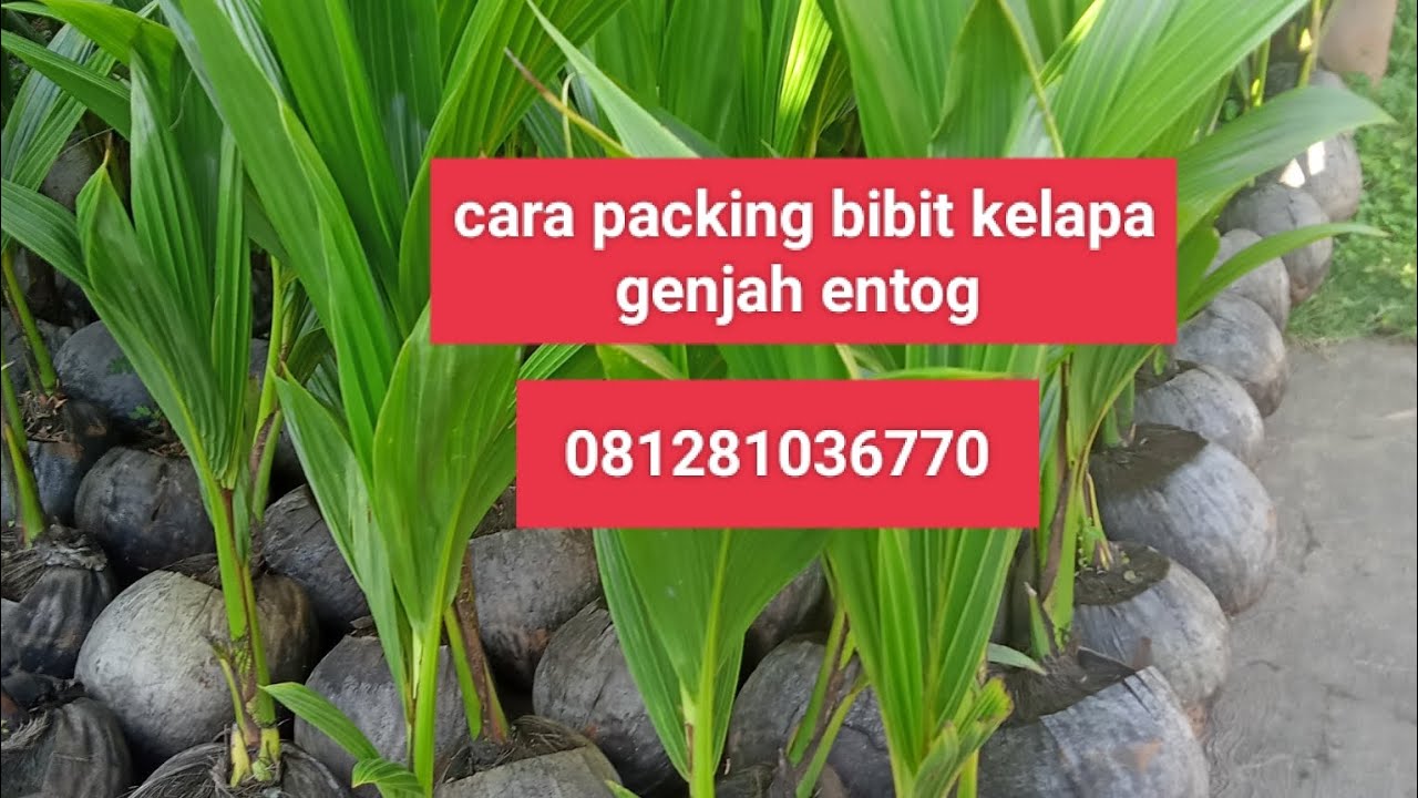 Cara packing bibit kelapa genjah entog