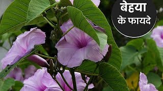 Uses and benefits of behaya.