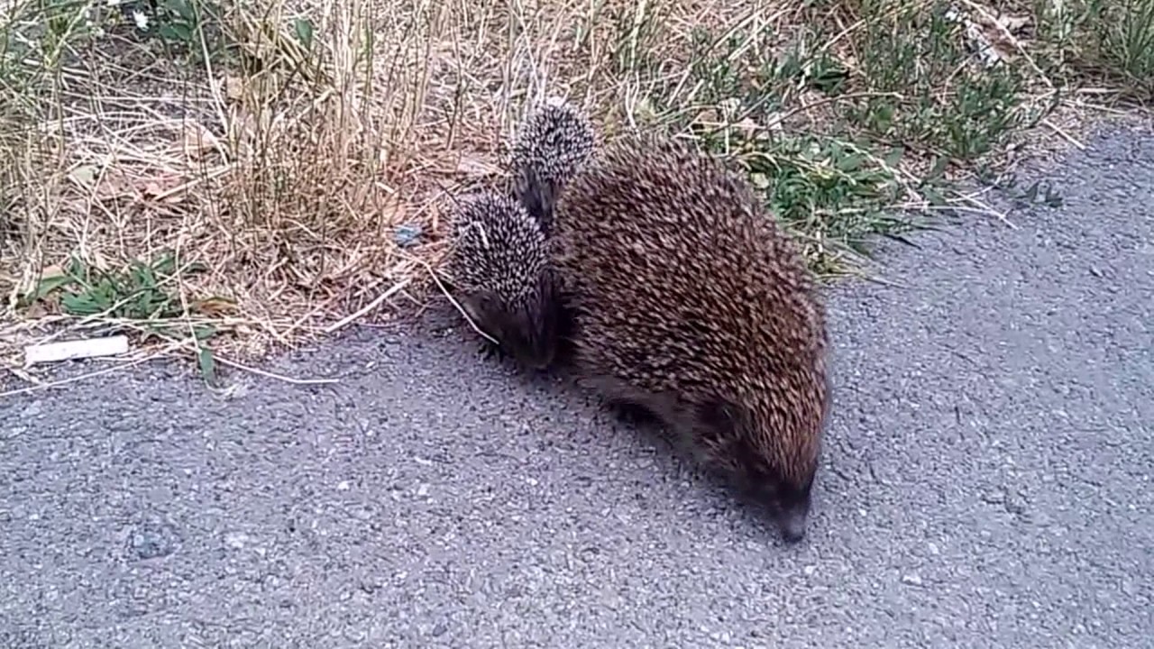 ハリネズミ 野生の親子が可愛いｗｗｗ Youtube