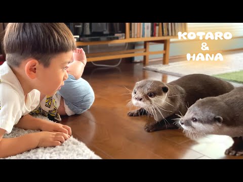 ??????????????????????????????Otters Meet Baby For The First Time