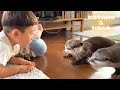 はじめて人間の赤ちゃんを見たカワウソのリアクションが面白い　Otters Meet Baby For The First Time
