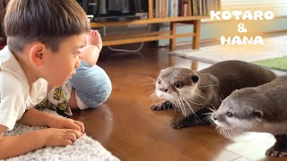 Otters Meet Baby For The First Time