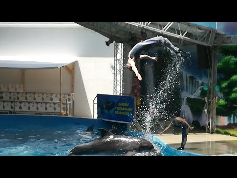 Video: Si Të Porosisni Bileta Për Në Delfinarium