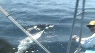 387 plus lbs Yellowfin tuna definitely the new world record