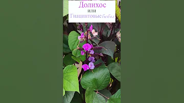 Долихос или Гиацинтовые бобы.💐 #flowerworld #цветы #flowers