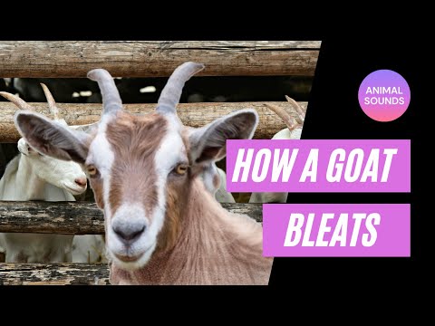 the-animal-sounds:-goat-bleats---sound-effect---animation