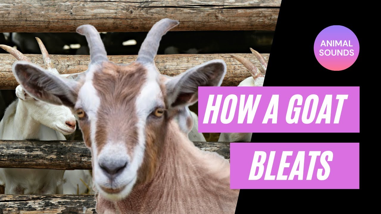 The Animal Sounds: Goat Bleats / Sound Effect / Animation - YouTube