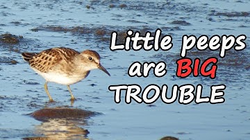 Shorebird identification secrets revealed.