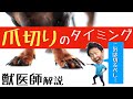 犬猫爪切り【完全保存版】爪を切る周期やタイミングについて