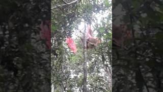 Atraksi Orang Utan Rebut Payung Bule Di Taman Nasional Tanjung Puting